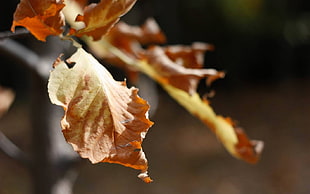 closeup photo of brown withered leaf